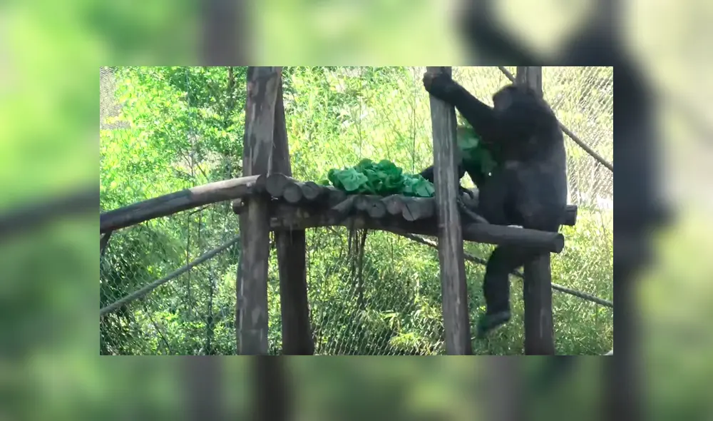Gorila ‘glotón’ y ‘egoísta’ quita lechuga a sus compañeros y se lo come solo [VIDEO] 