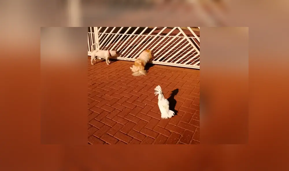 Un ave fue captada comportándose como si fuera un perro, lo cual ha causado el asombro de miles. Un ave fue captada comportándose como si fuera un perro, lo cual ha causado el asombro de miles.