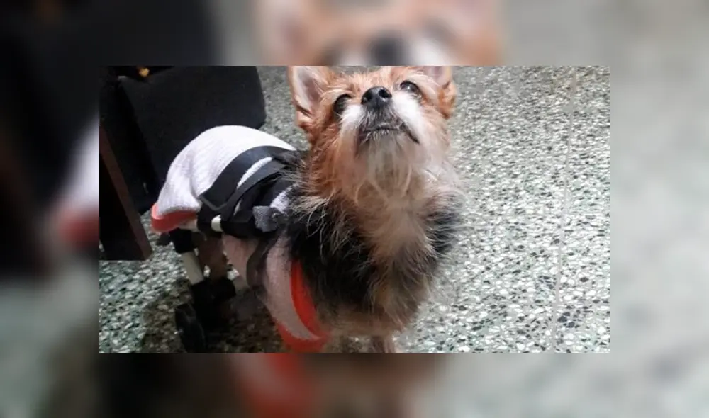 Los perritos lucen recuperados y pueden caminar. Foto: Twitter. Los perritos lucen recuperados y pueden caminar. Foto: Twitter.