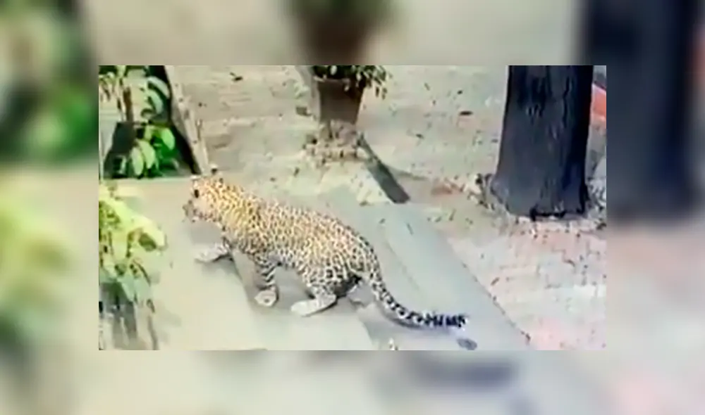 El felino intentó cazar al can, pero este se defendió y terminó ahuyentándolo. Foto: captura