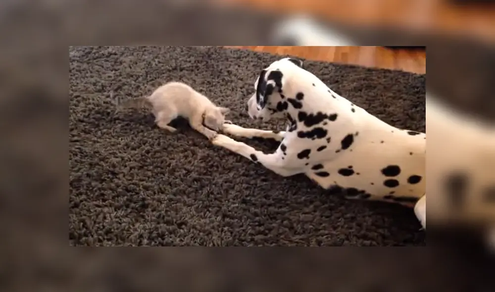 En YouTube se hizo viral la tierna reacción de un perro al conocer al nuevo gato bebé de la familia. En YouTube se hizo viral la tierna reacción de un perro al conocer al nuevo gato bebé de la familia.