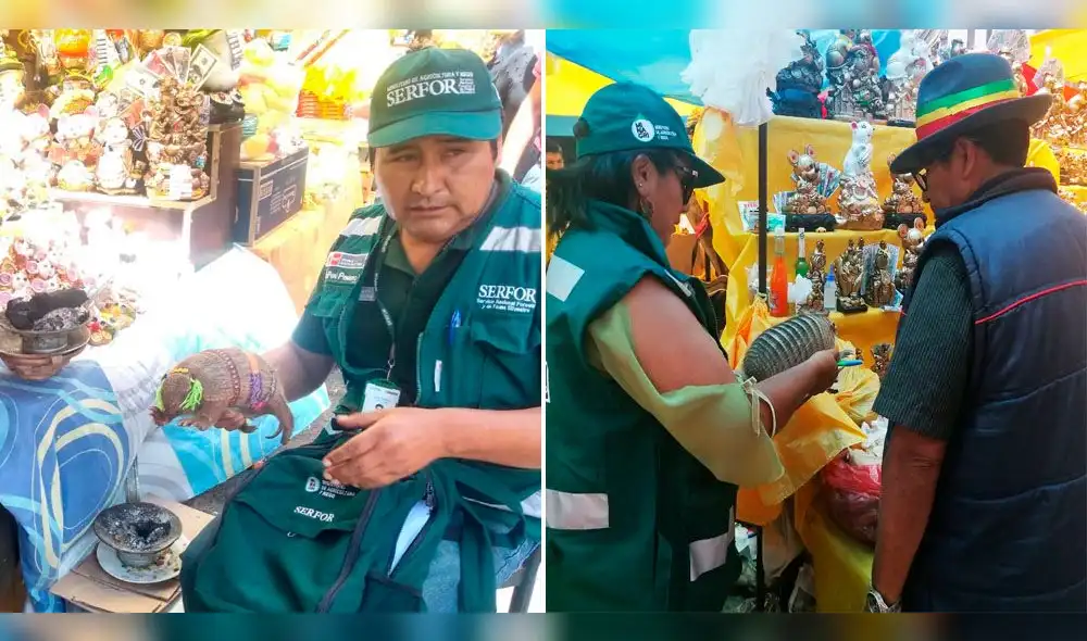 Decomisan tres quirquinchos utilizados para rituales de limpia. Decomisan tres quirquinchos utilizados para rituales de limpia.