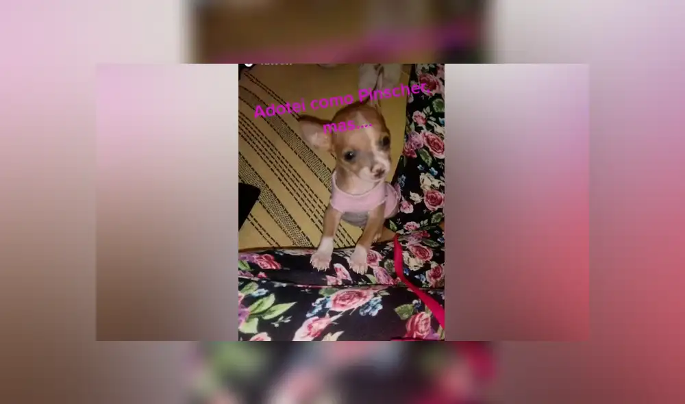 Desliza las imágenes para ver lo que realmente pasó con este presunto perro de raza pinscher. Foto: Giulia Carvalho/TikTok Desliza las imágenes para ver lo que realmente pasó con este presunto perro de raza pinscher. Foto: Giulia Carvalho/TikTok