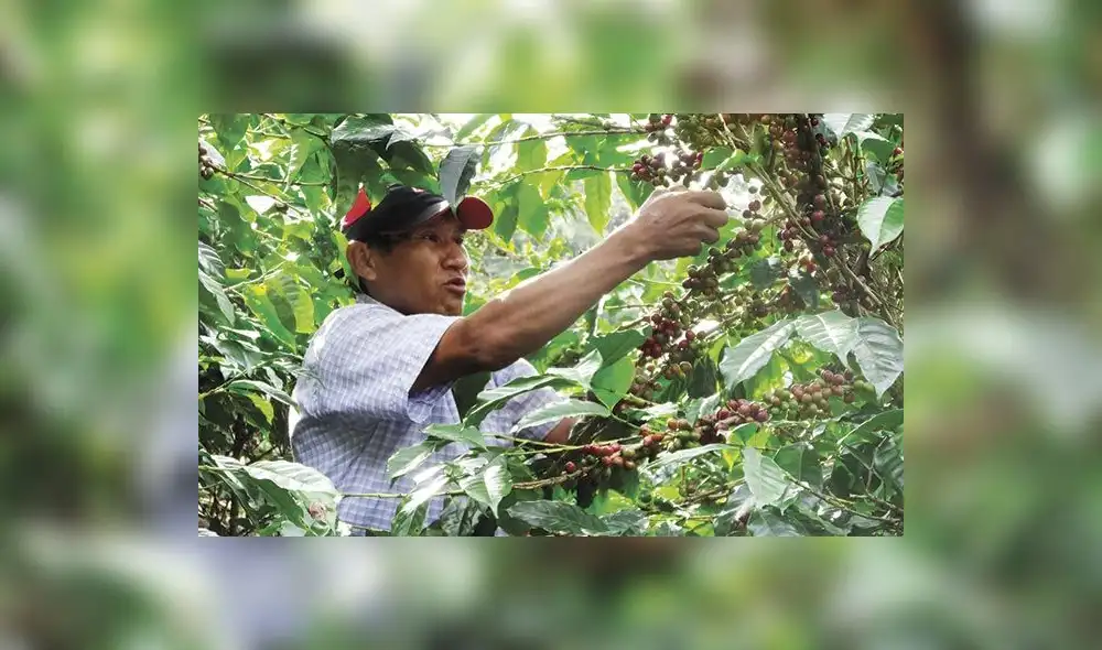 Cafetaleros proponen que fertilizantes menos contaminantes no paguen IGV 