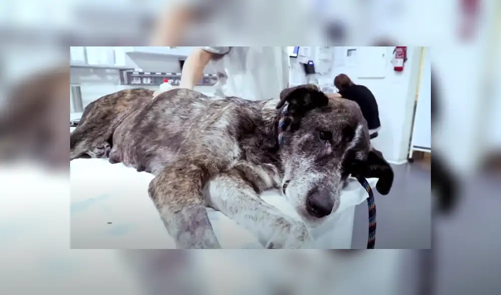 Desliza hacia la izquierda para ver las imágenes del viral de Facebook.