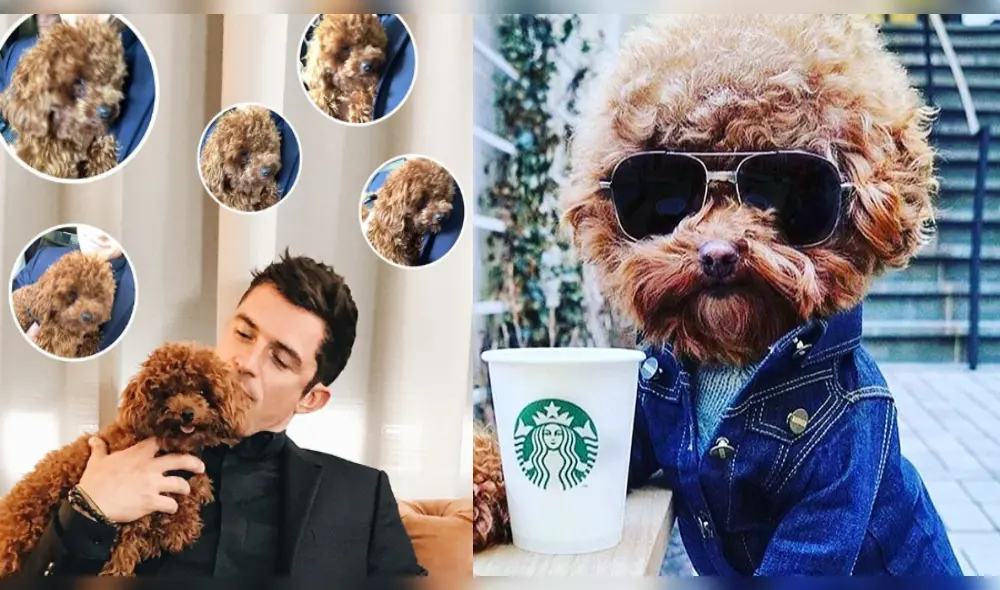 Katy Perry y Orlando Bloom destrozados al encontrar muerto a su perro Mighty tras siete días de haberse perdido Katy Perry y Orlando Bloom destrozados al encontrar muerto a su perro Mighty tras siete días de haberse perdido