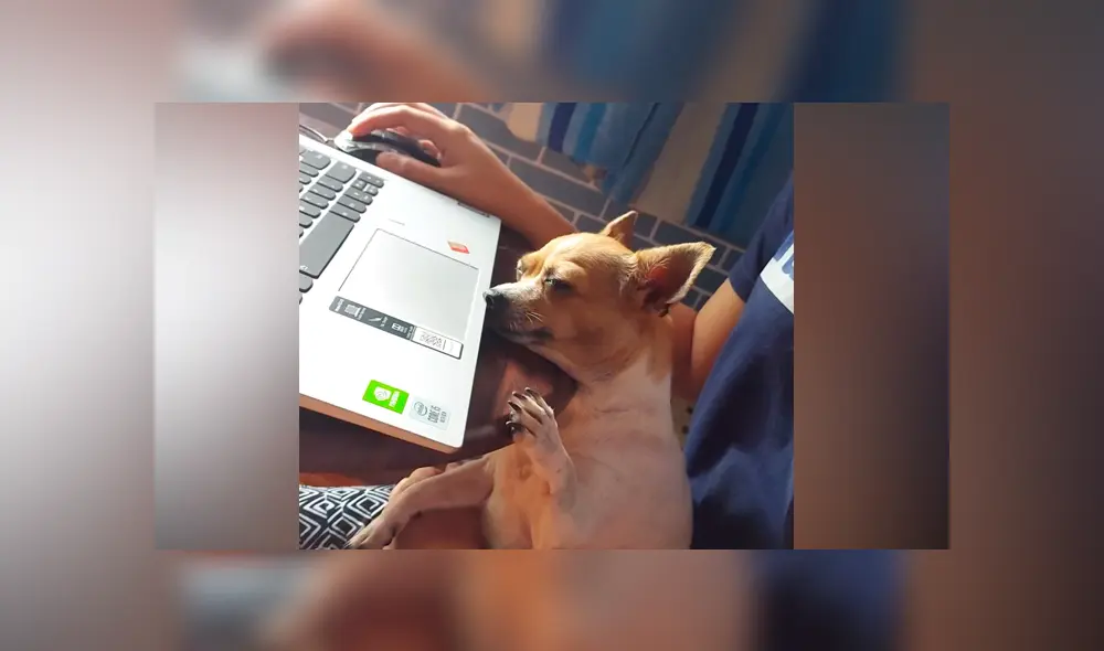 Desliza las imágenes para ver la curiosa escena que protagonizó este perro chihuahua. Fotocapturas: ViralHog/YT