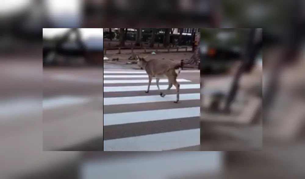 Desliza hacia la izquierda para ver más del video viral Desliza hacia la izquierda para ver más del video viral