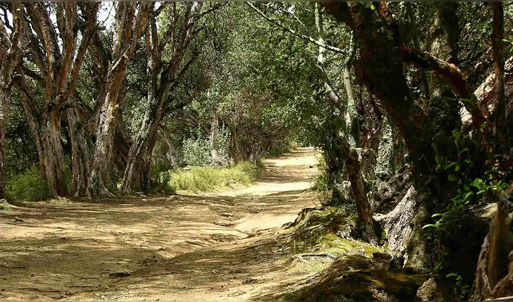 Huancayo: estudiantes de academia recogen desperdicios del Bosque Dorado [VIDEO]