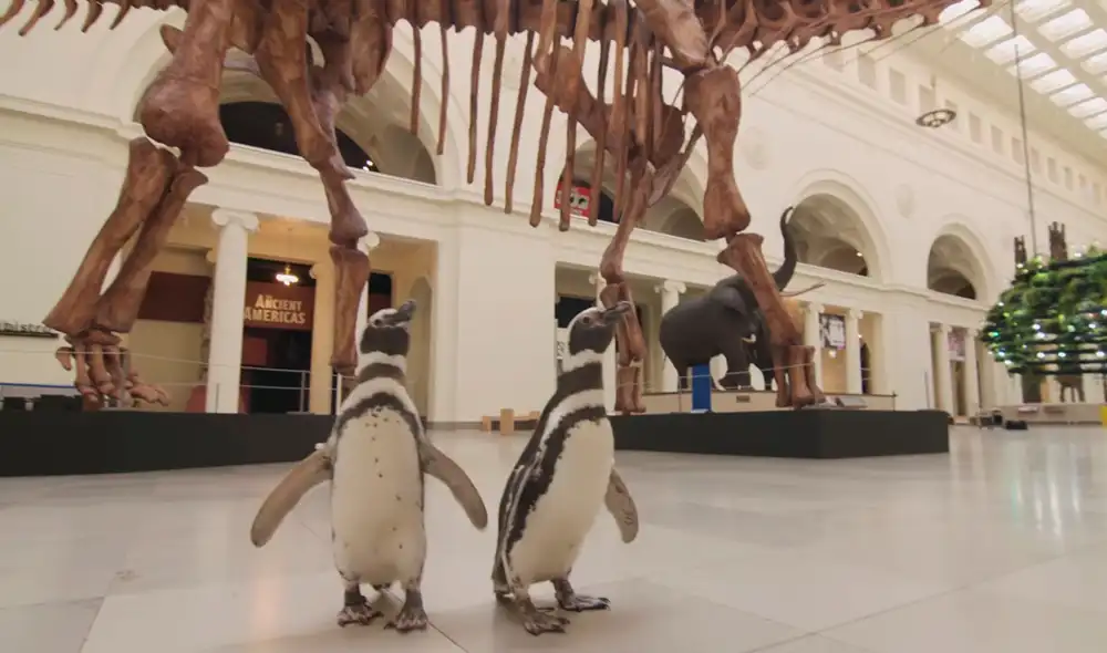 Pareja de pingüinos son captados de paseo en un museo en Chicago. Foto: Youtube Pareja de pingüinos son captados de paseo en un museo en Chicago. Foto: Youtube