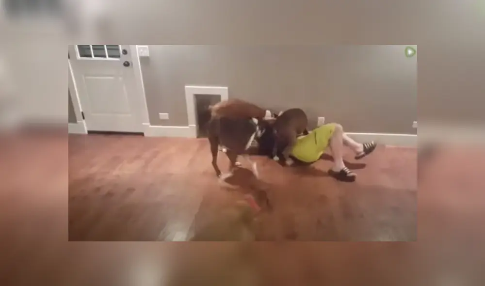 Video es viral en Facebook. Joven intentó cumplir un reto viral para sus redes sociales, sin imaginar que sus perros le robarían el protagonismo con su graciosa conducta.