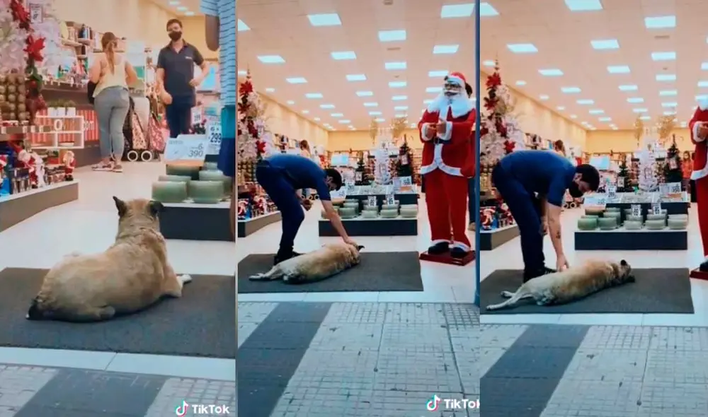 Desliza las imágenes para ver el amoroso gesto que tuvo este joven vendedor con este can callejero. Foto: captura de TikTok/Natacha Piquet