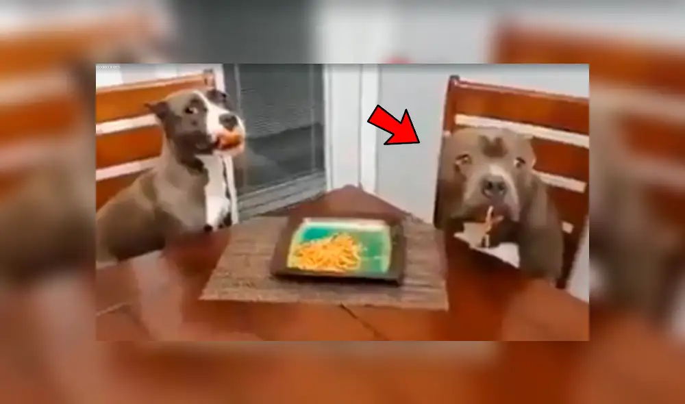 Facebook viral: Dejó su plato de comida en la mesa y sus perros hicieron esto con ella [VIDEO]