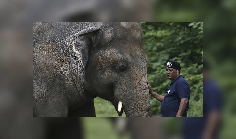 La campaña para la liberación de Kaavan se inició en 2016. Foto: AP La campaña para la liberación de Kaavan se inició en 2016. Foto: AP