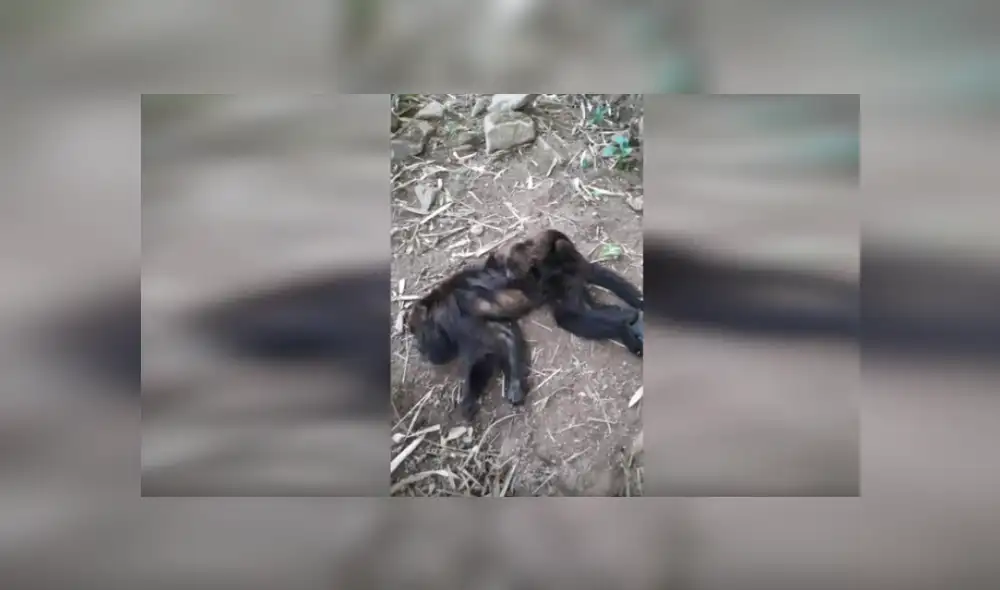 Desliza hacia la izquierda para ver más del video viral.