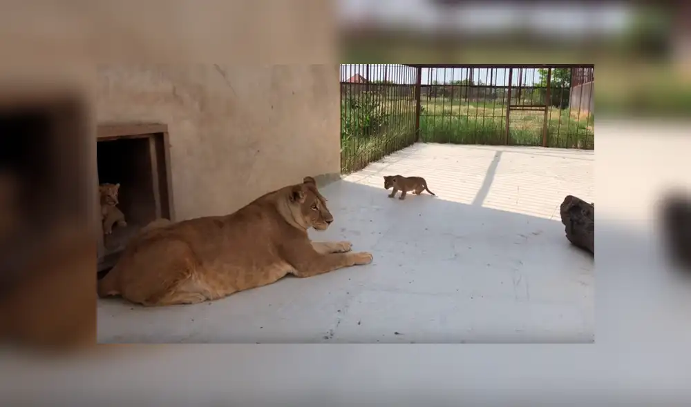 YouTube viral: Mujer se acerca a recinto de feroz leona y esta la ataca por cuidar a sus bebés [VIDEO]