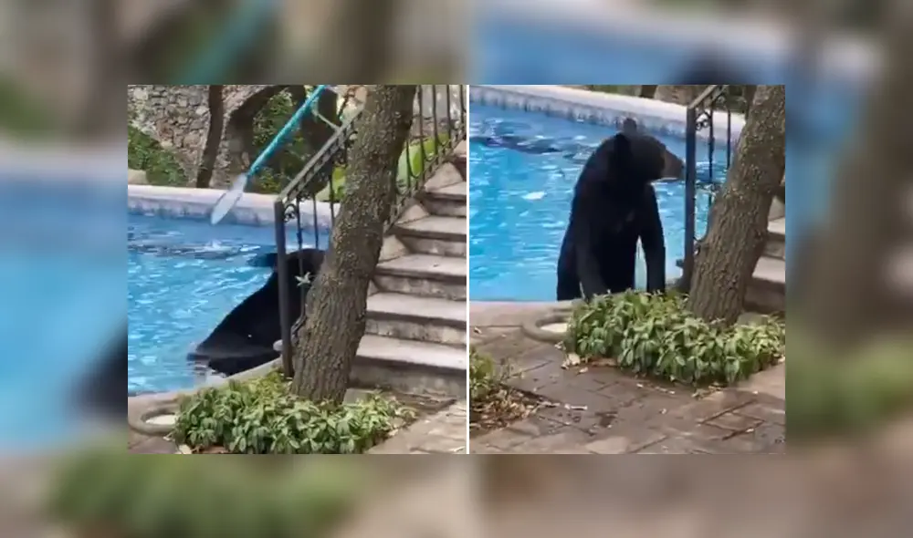 A través de Facebook se hizo viral el momento en que captan a un oso entrando a la piscina de una casa. A través de Facebook se hizo viral el momento en que captan a un oso entrando a la piscina de una casa.