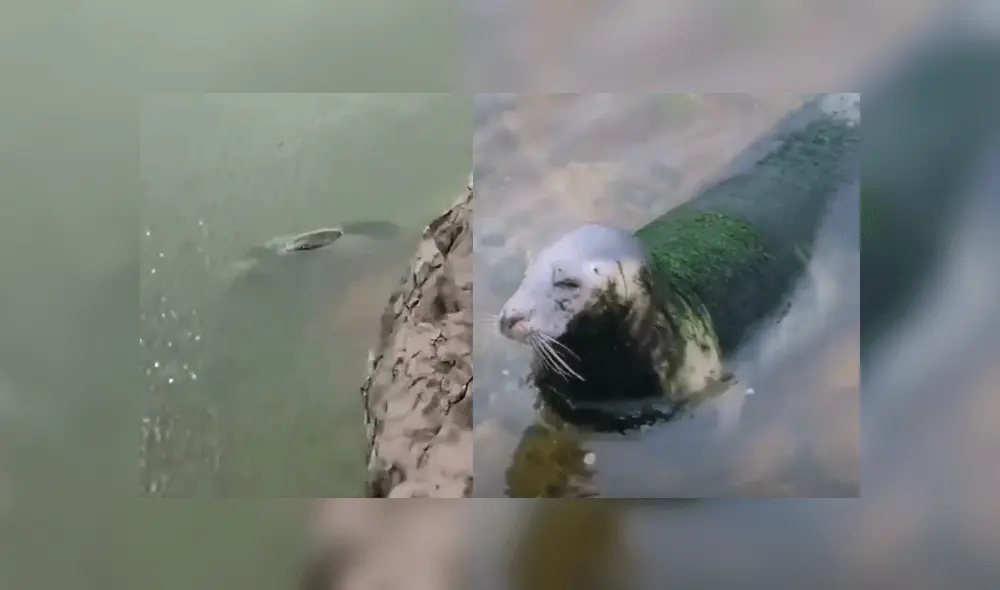 Más de 20 000 personas exigieron el cierre del establecimiento. Foto: Composición / PACMA.