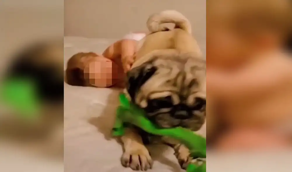 Desliza las imágenes para conocer más detalles sobre esta tierna escena que se hizo viral en redes sociales. Foto: captura de TikTok