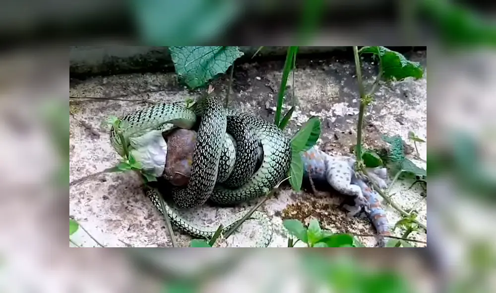 Si quieres ver la brutal batalla entre dos reptiles, revisa nuestra galería de fotos deslizando hacia la izquierda cada imagen del viral de YouTube. Si quieres ver la brutal batalla entre dos reptiles, revisa nuestra galería de fotos deslizando hacia la izquierda cada imagen del viral de YouTube.