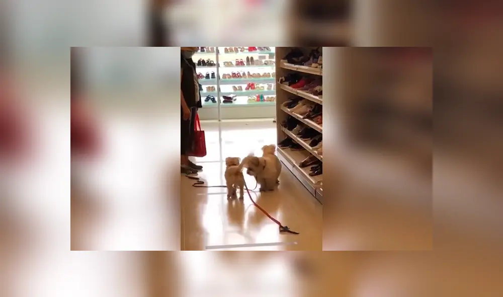 Desliza las imágenes para observar la amorosa escena de dos perros que se volvieron a ver después de un largo tiempo. Fotocaptura: Facebook. Desliza las imágenes para observar la amorosa escena de dos perros que se volvieron a ver después de un largo tiempo. Fotocaptura: Facebook.