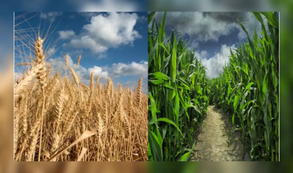 Maíz y trigo