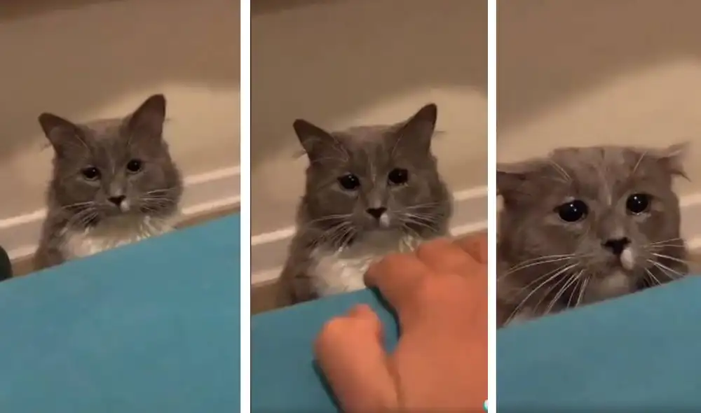 Desliza para ver la secuencia del nuevo viral de TikTok. Foto: Captura/TikTok/@coni_chasconi Desliza para ver la secuencia del nuevo viral de TikTok. Foto: Captura/TikTok/@coni_chasconi