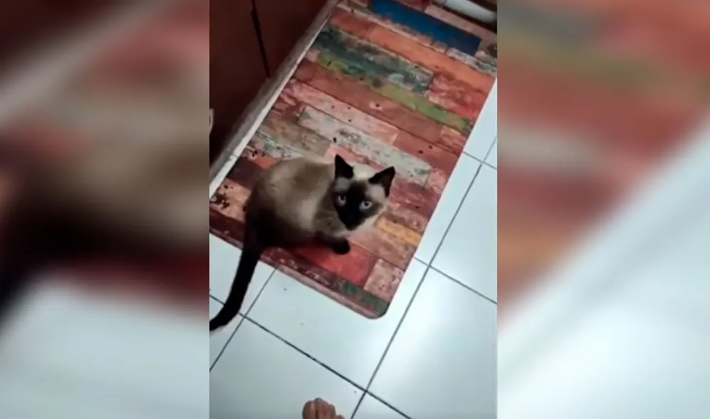 Desliza las imágenes para conocer la historia de Bambi, una gata que sufrió la amputación de su pata trasera. Foto: Captura de Facebook