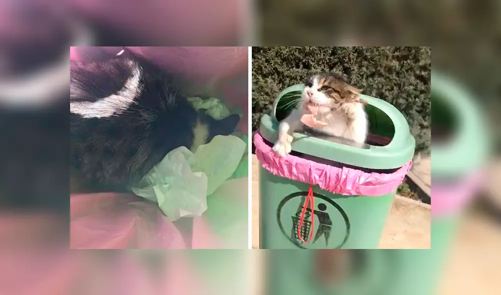 Desliza las imágenes para observar el susto que ocasionó un gato a una joven al esconderse en un tacho de basura. Desliza las imágenes para observar el susto que ocasionó un gato a una joven al esconderse en un tacho de basura.