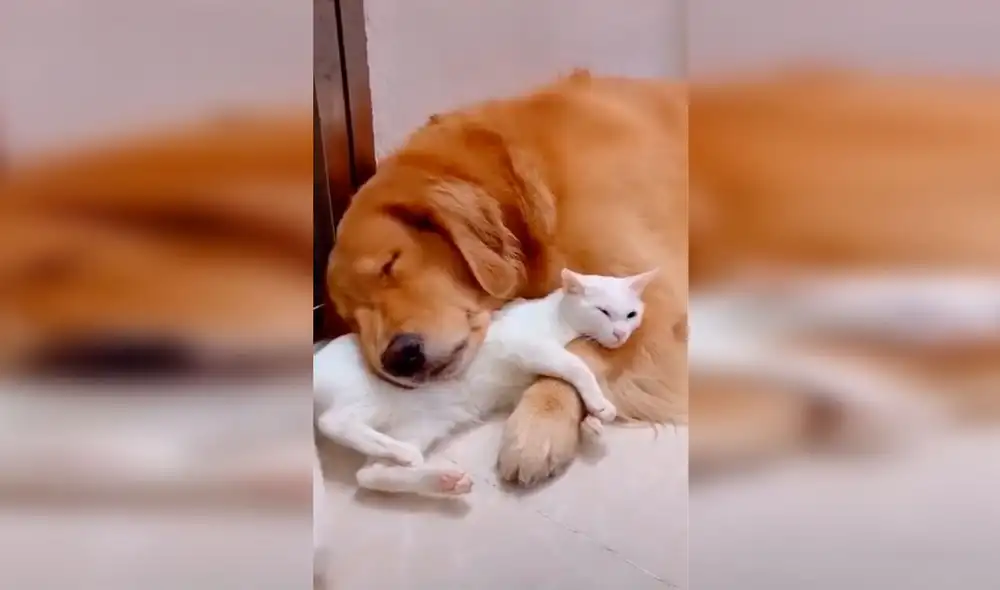 Desliza las imágenes para conocer la verdadera amistad entre un perro y un gato que son inseparables. Foto: Captura de Facebook Desliza las imágenes para conocer la verdadera amistad entre un perro y un gato que son inseparables. Foto: Captura de Facebook