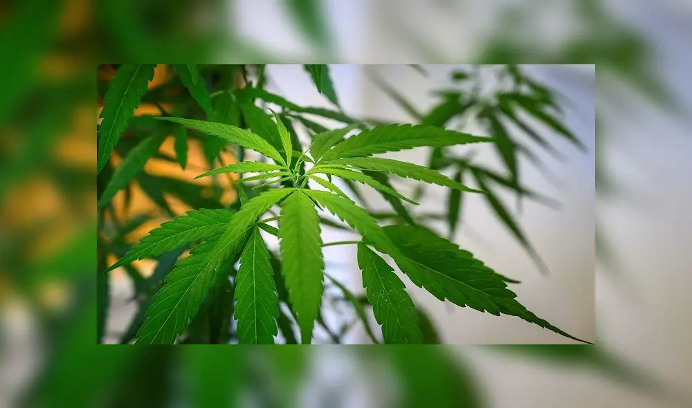 A cannabis plant is seen during the opening of a cannabis (marijuana) clinic at the Department of Development of Thai Traditional and Alternative Medicine in Bangkok on January 6, 2020. - Thailand was the first country in Southeast Asia to legalize medical marijuana in 2018, eager to capitalise on the potential global multi-billion goldmine in cannabis oil extraction and products. (Photo by Mladen ANTONOV / AFP)