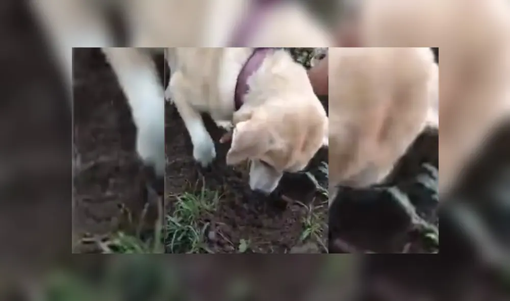 Desliza hacia la izquierda para ver más del video viral