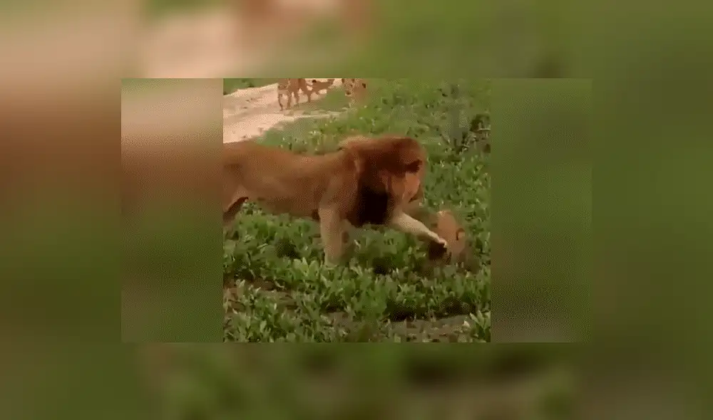 YouTube viral: León golpea a su cachorro, pero la madre lo descubre y le da su merecido [VIDEO] 
