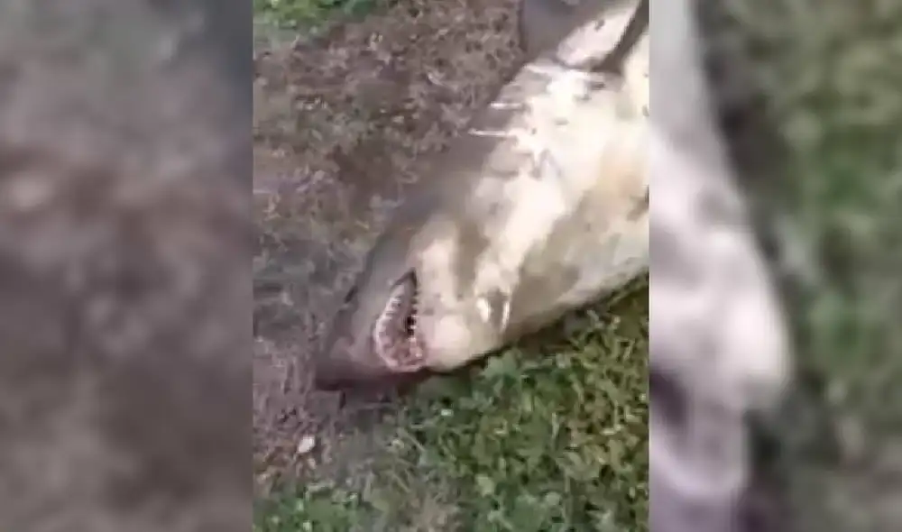 Las imágenes muestran a un escualo muerto en las orillas de un río de Rusia. Foto: YouTube/Captura/RT en Español Las imágenes muestran a un escualo muerto en las orillas de un río de Rusia. Foto: YouTube/Captura/RT en Español