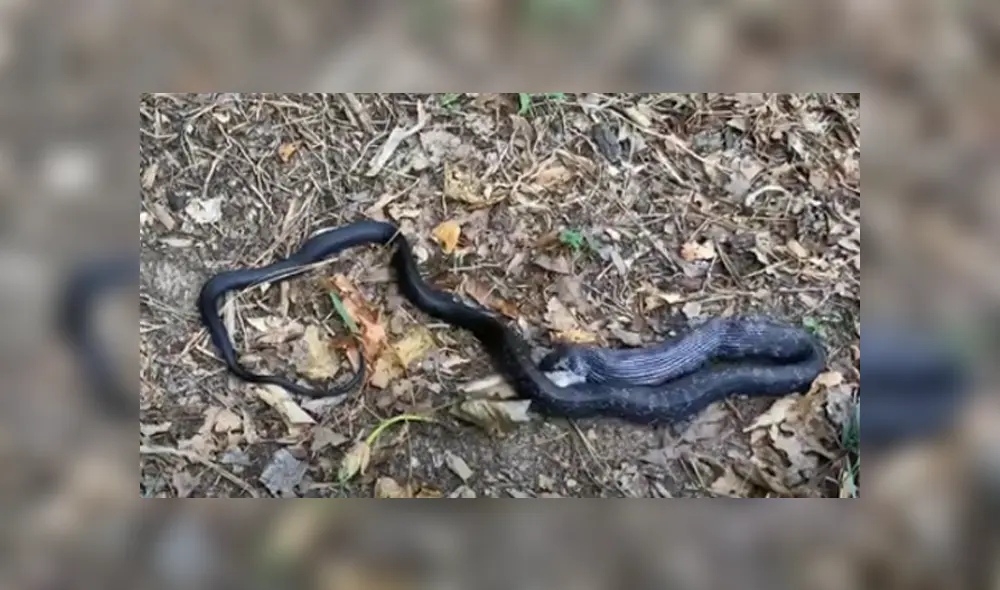 Desliza hacia la izquierda para ver las imágenes del viral de Facebook. Desliza hacia la izquierda para ver las imágenes del viral de Facebook.