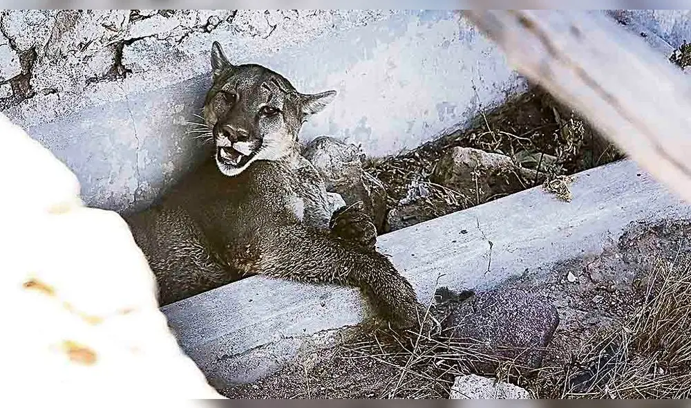 Final. El animal falleció el jueves por la noche de un paro.