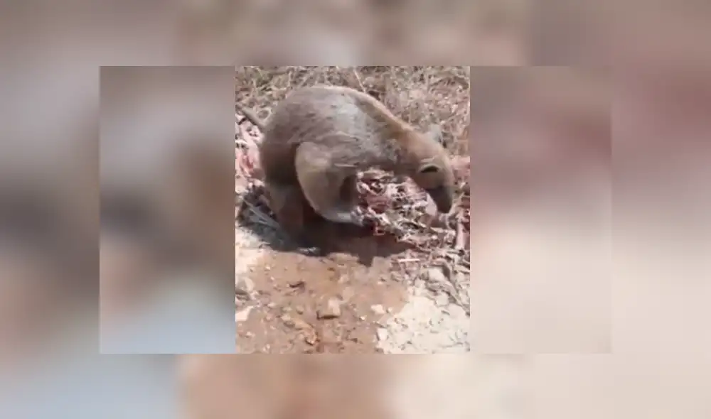 El camionero protagonizó un tierno momento junto a este oso hormiguero y se hizo viral en Facebook. El camionero protagonizó un tierno momento junto a este oso hormiguero y se hizo viral en Facebook.