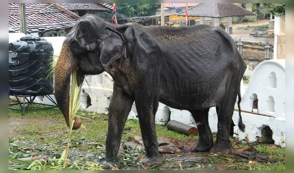 Tikiri: elefanta de 70 años Tikiri: elefanta de 70 años