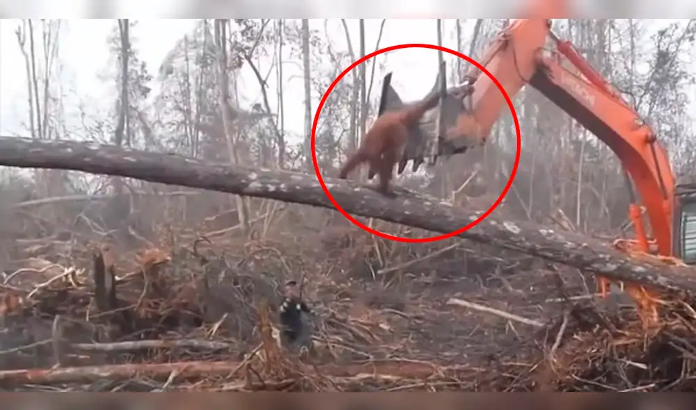 YouTube: trágico final de orangután que enfrentó a excavadora para proteger su bosque [VIDEO]