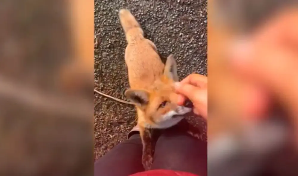 Desliza las imágenes para descubrir la amorosa amistad que mantiene una mujer con unos zorros solitarios. Foto: Caters Clips