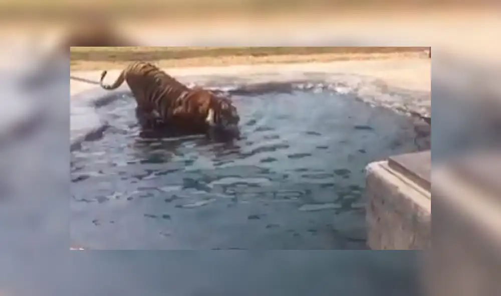 Facebook viral: Turista se acerca mucho a jaula de peligroso tigre y este reacciona así [VIDEO]