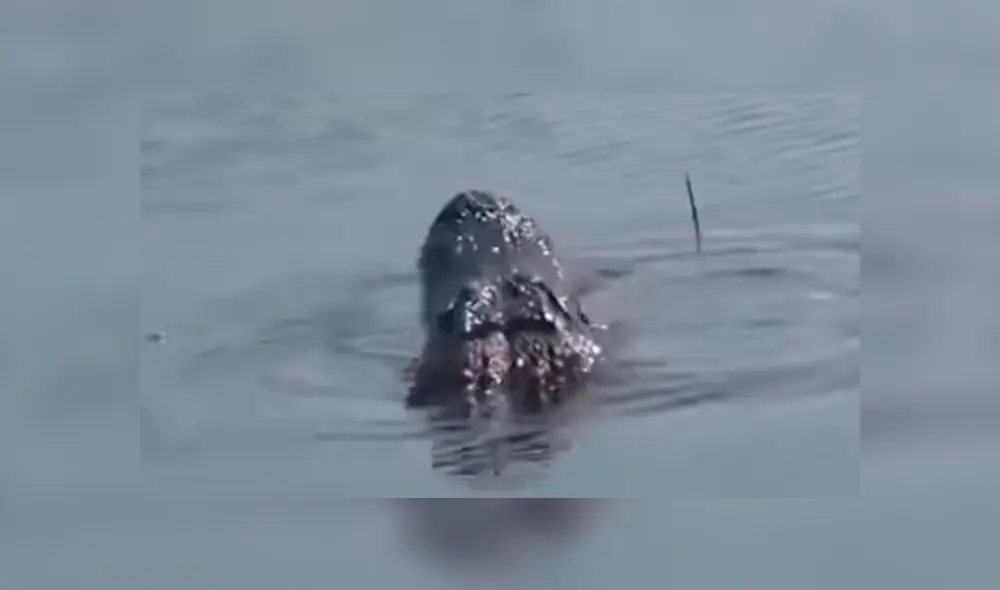 Enorme anaconda ingresa a río y tiene mortal batalla con feroz cocodrilo [VIDEO] 