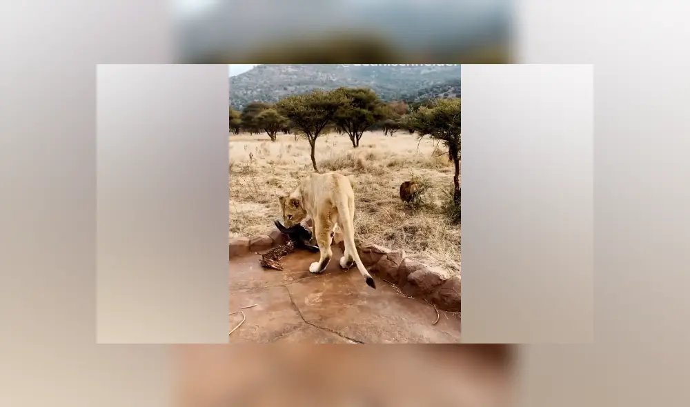 Desliza hacia la izquierda para ver las imágenes del viral de Facebook. Foto: Captura. Desliza hacia la izquierda para ver las imágenes del viral de Facebook. Foto: Captura.