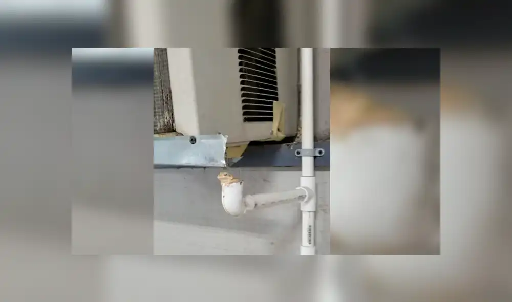 Astuta rana sorprendió a más de uno con una insólita artimaña para hallar un refugio parecido a su hábitat Astuta rana sorprendió a más de uno con una insólita artimaña para hallar un refugio parecido a su hábitat