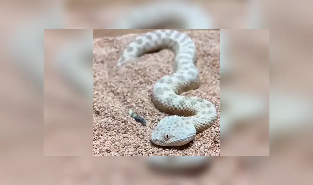 En Facebook, un joven logró captar el preciso instante que una inusual serpiente se oculta al sentir a su presa cerca. En Facebook, un joven logró captar el preciso instante que una inusual serpiente se oculta al sentir a su presa cerca.