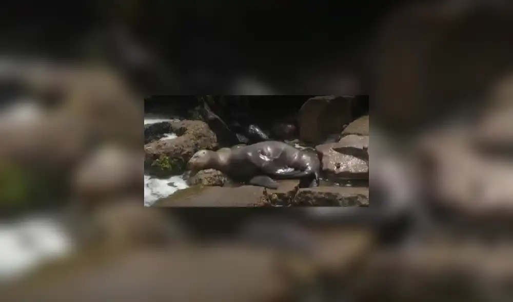 Lobo marino varado en playa de Miraflores - Video: Canal N