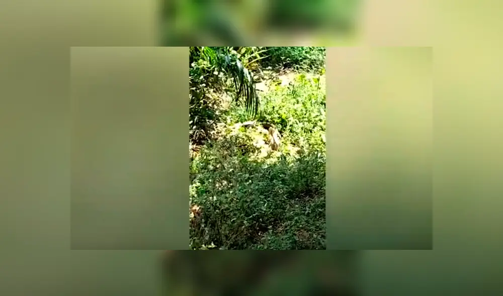 Desliza hacia la izquierda para ver el espeluznante aspecto de la serpiente viral de YouTube. Desliza hacia la izquierda para ver el espeluznante aspecto de la serpiente viral de YouTube.