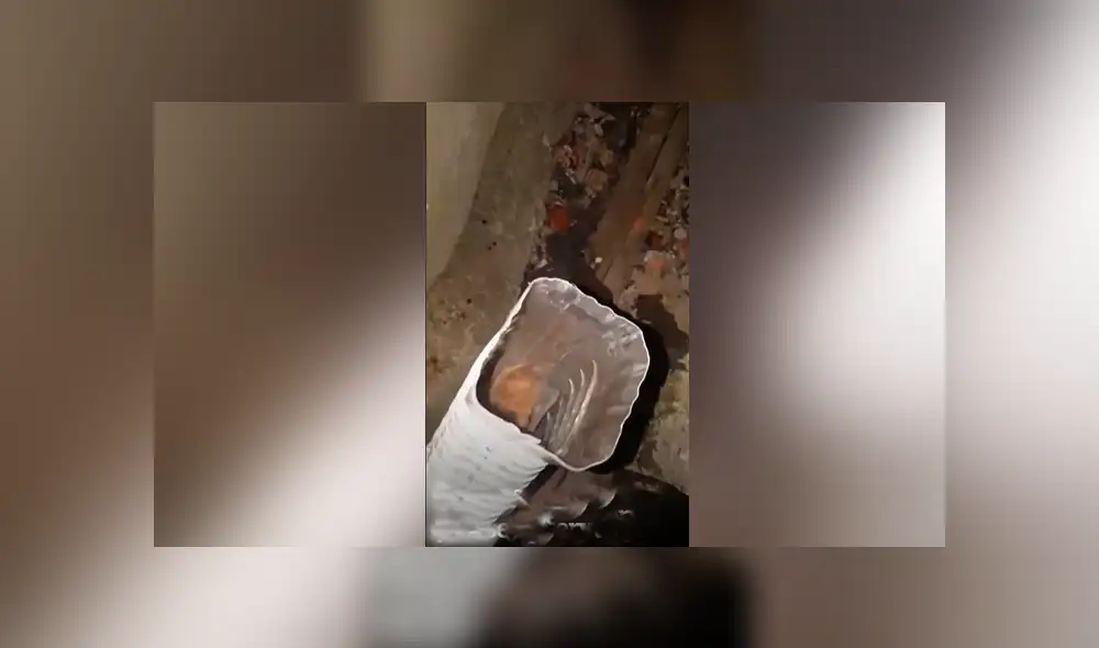 YouTube viral: escucha extraños ruidos en tubería, se asoma y descubre un extraño ‘visitante’ que genera ternura en miles YouTube viral: escucha extraños ruidos en tubería, se asoma y descubre un extraño ‘visitante’ que genera ternura en miles