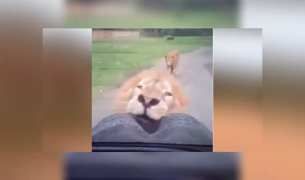Un video viral de YouTube registró el momento en que un enfurecido león persigue a un grupo de turistas que hacían safari. Un video viral de YouTube registró el momento en que un enfurecido león persigue a un grupo de turistas que hacían safari.