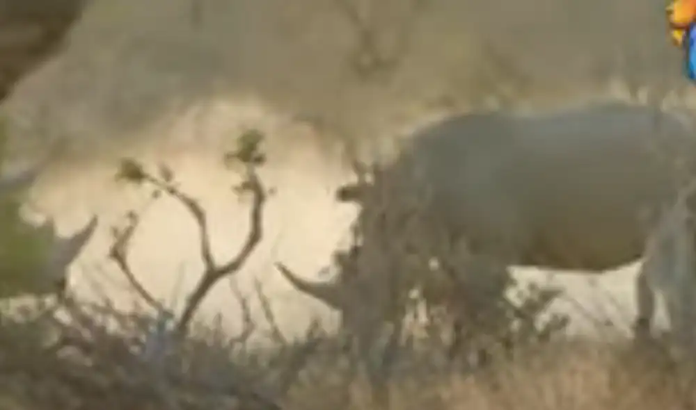 Desliza hacia la izquierda para ver la imágenes del video viral. Foto: Kruger National Park Videos / YouTube. Desliza hacia la izquierda para ver la imágenes del video viral. Foto: Kruger National Park Videos / YouTube.